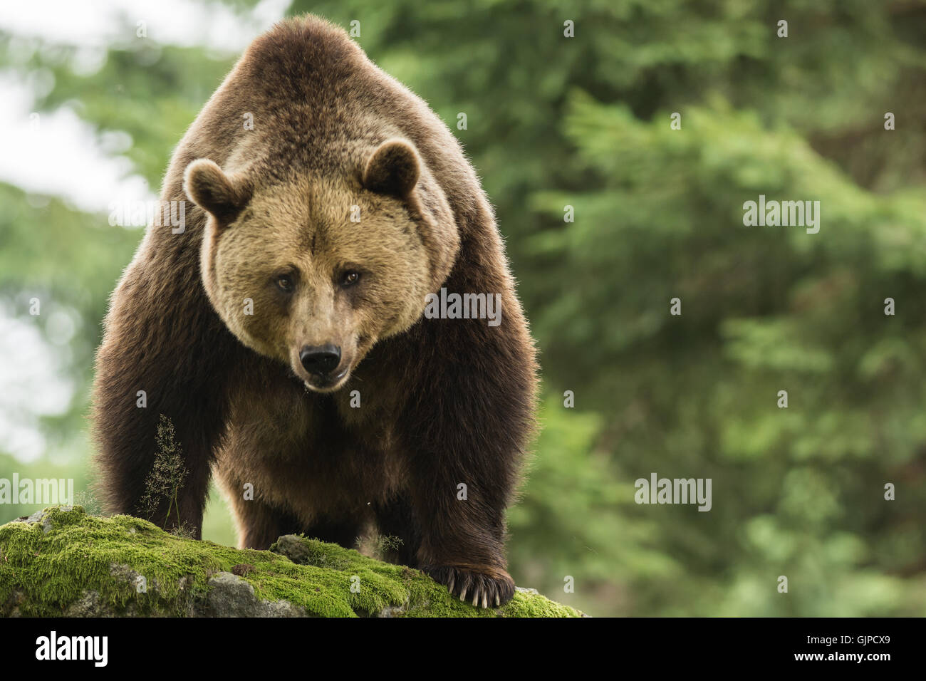 Brauner Bär im Wald Stockfoto