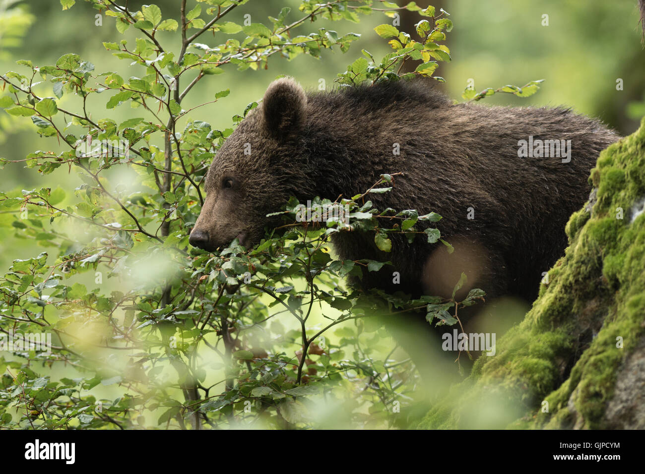 Brauner Bär im Wald Stockfoto