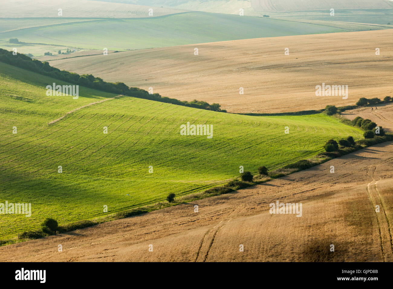 Sommerabend auf der Felder in East Sussex, England. South Downs National Park. Stockfoto