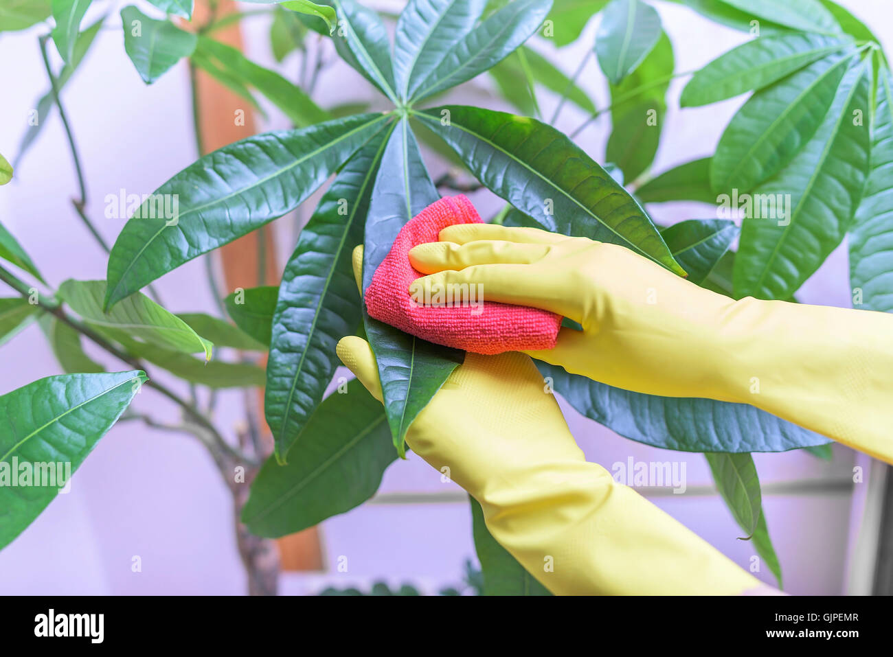 Weibliche Hände in Handschuhe wischen Staub von Zimmerpflanzen. Stockfoto