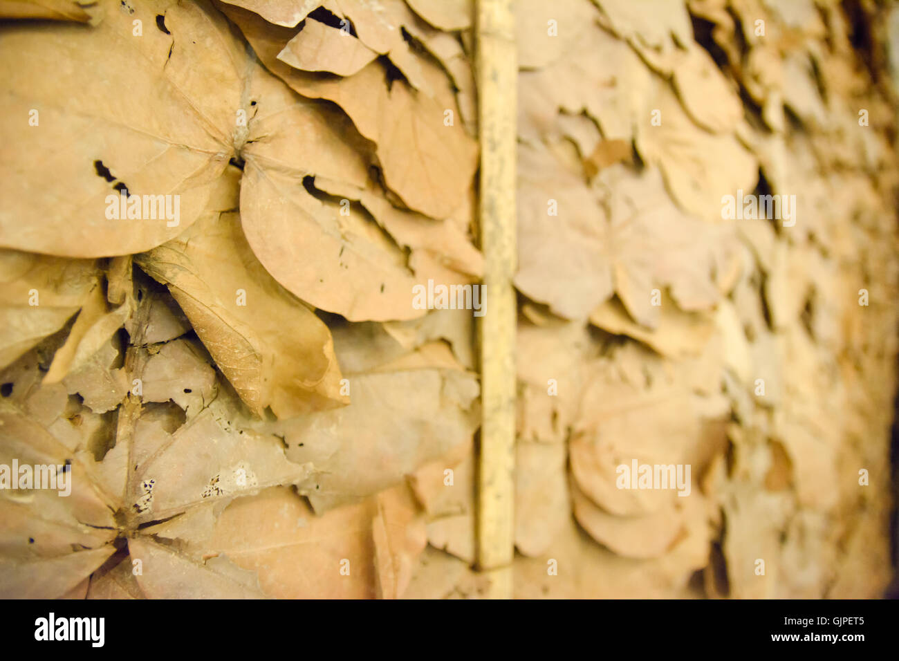 Selektiven Fokus trockene Blätter Tapete in thailand Stockfoto