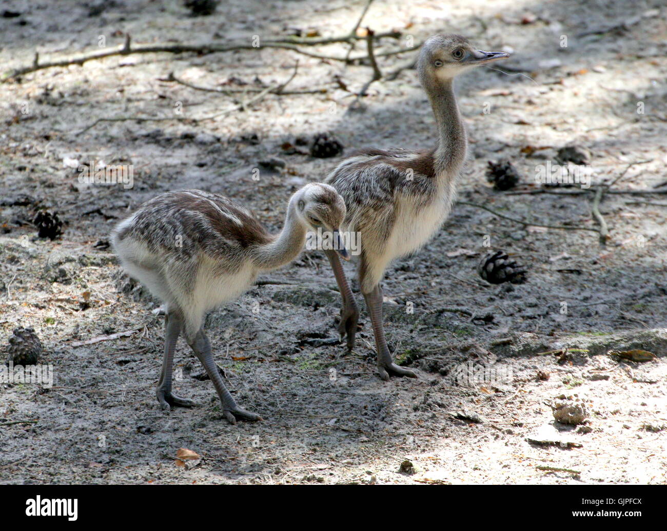 Zwei Juvenile südamerikanischen größere Nandus oder Ñandús (Rhea Americana). Stockfoto