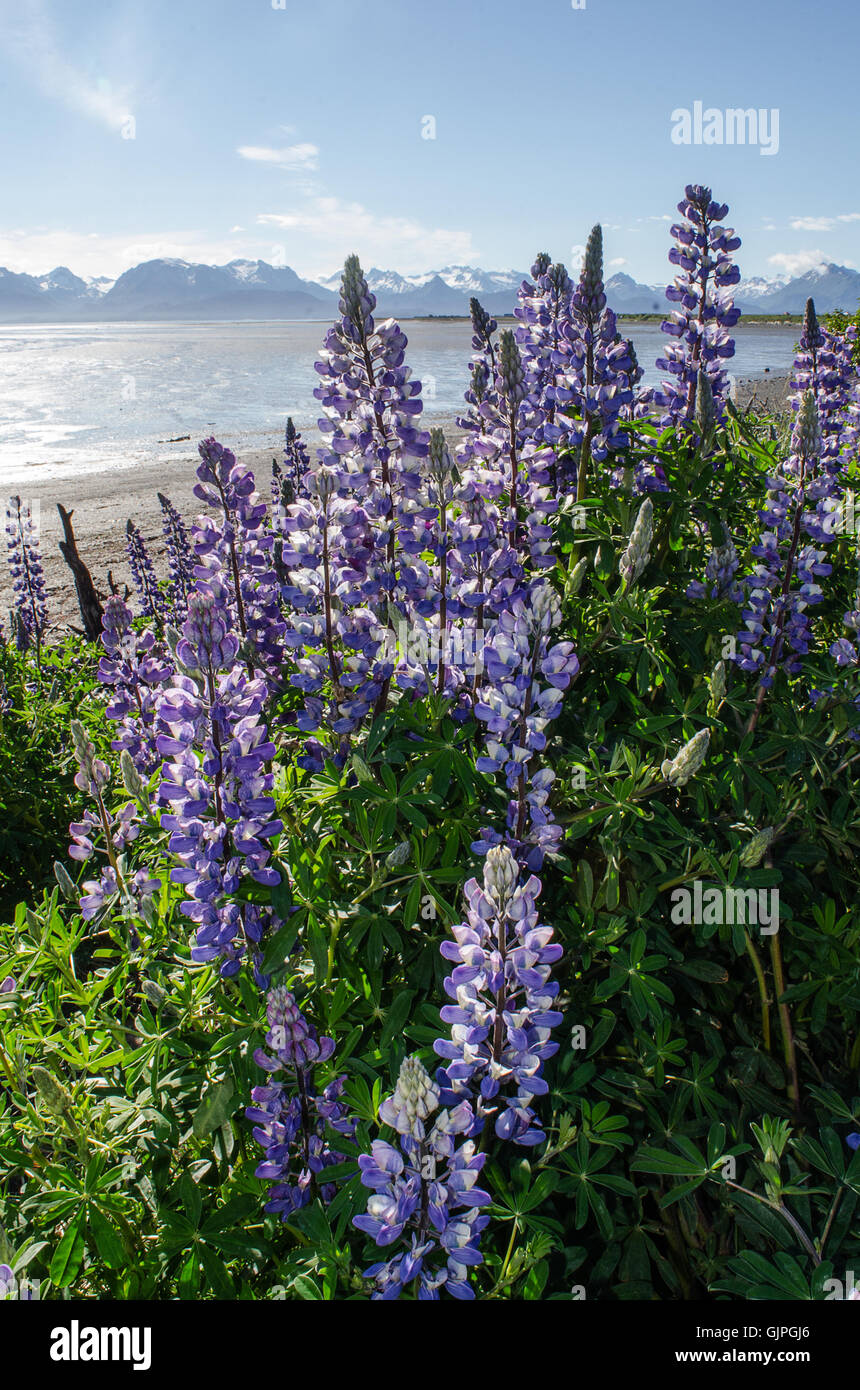 Frühling in Alaska bringt Cluster von Lupinen entlang der Küstenlinie des Kachemak Bay in Homer Alaska Stockfoto