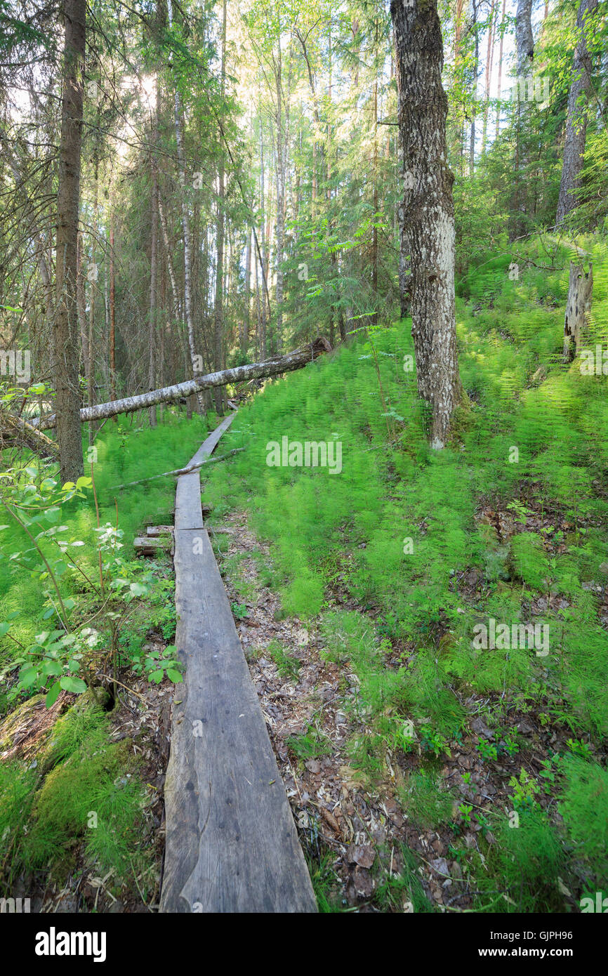Hölzernen Fußweg in den Wald Stockfoto