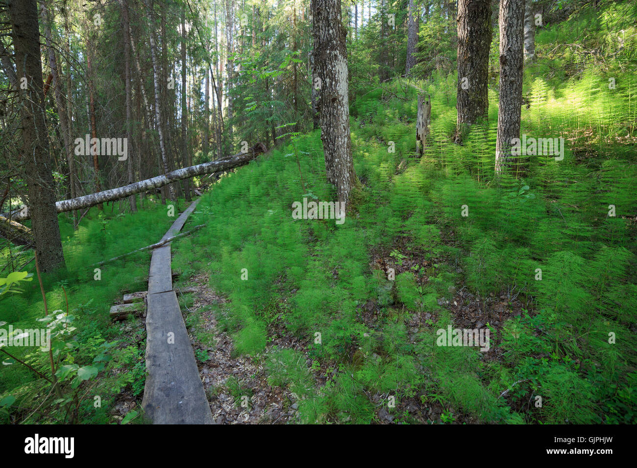 Hölzernen Fußweg in den Wald Stockfoto