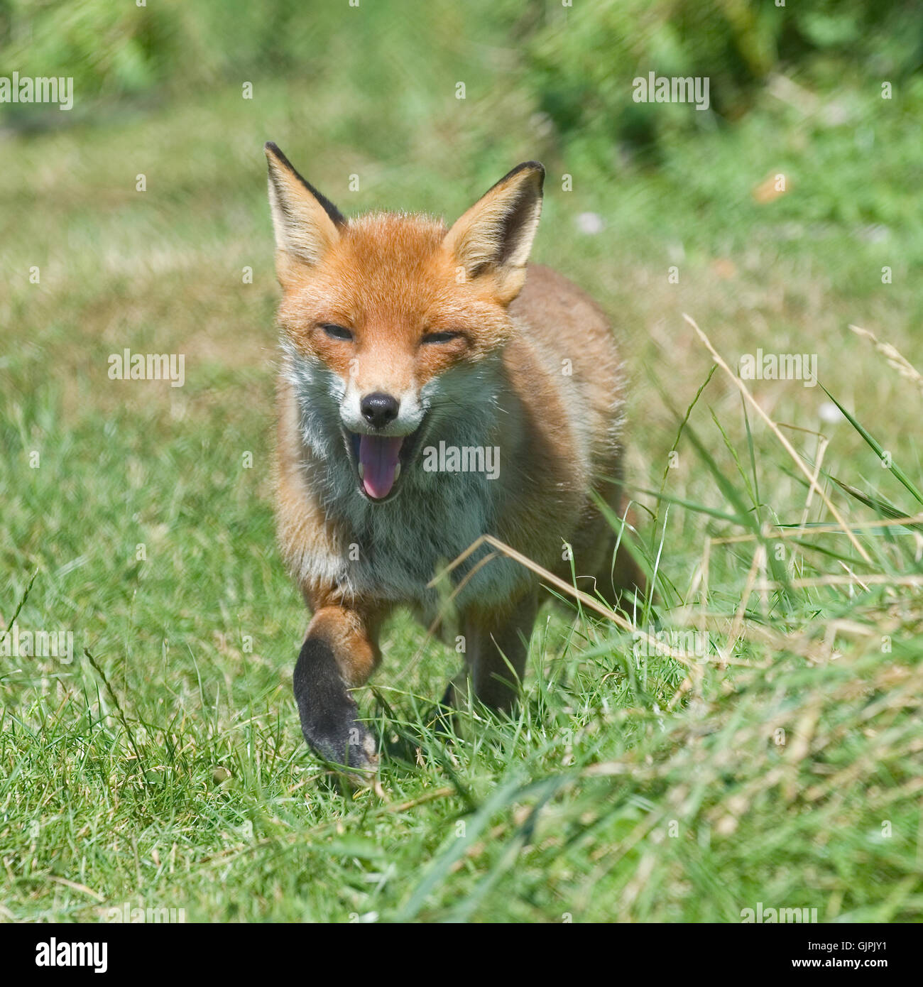 Rotfuchs Stockfoto