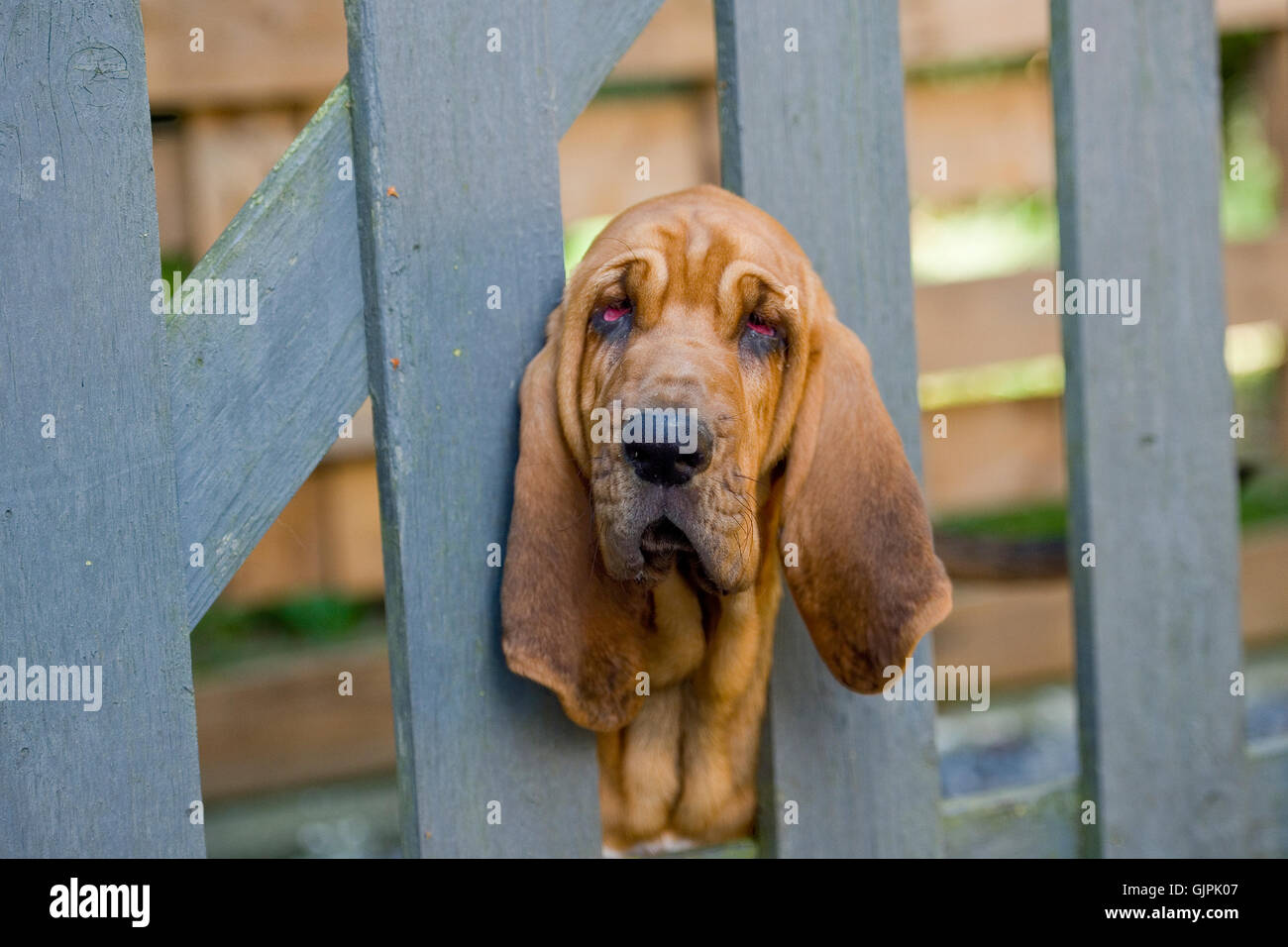 Bloodhound, Blick durch ein Tor Stockfoto