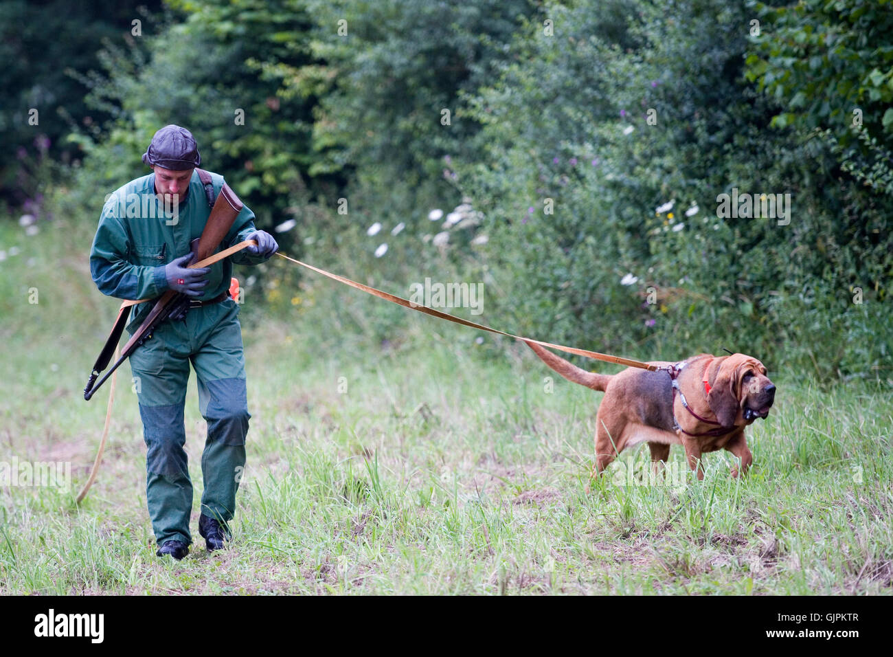 Hunter Tracking Verwundeten Eber in Deutschland Stockfoto