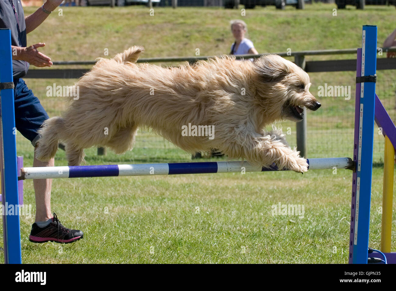 Pyrenäen-Schäferhund, die Beweglichkeit zu tun Stockfoto