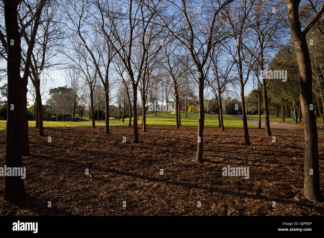 Bäume im Nurragingy Reserve Blacktown Stockfoto