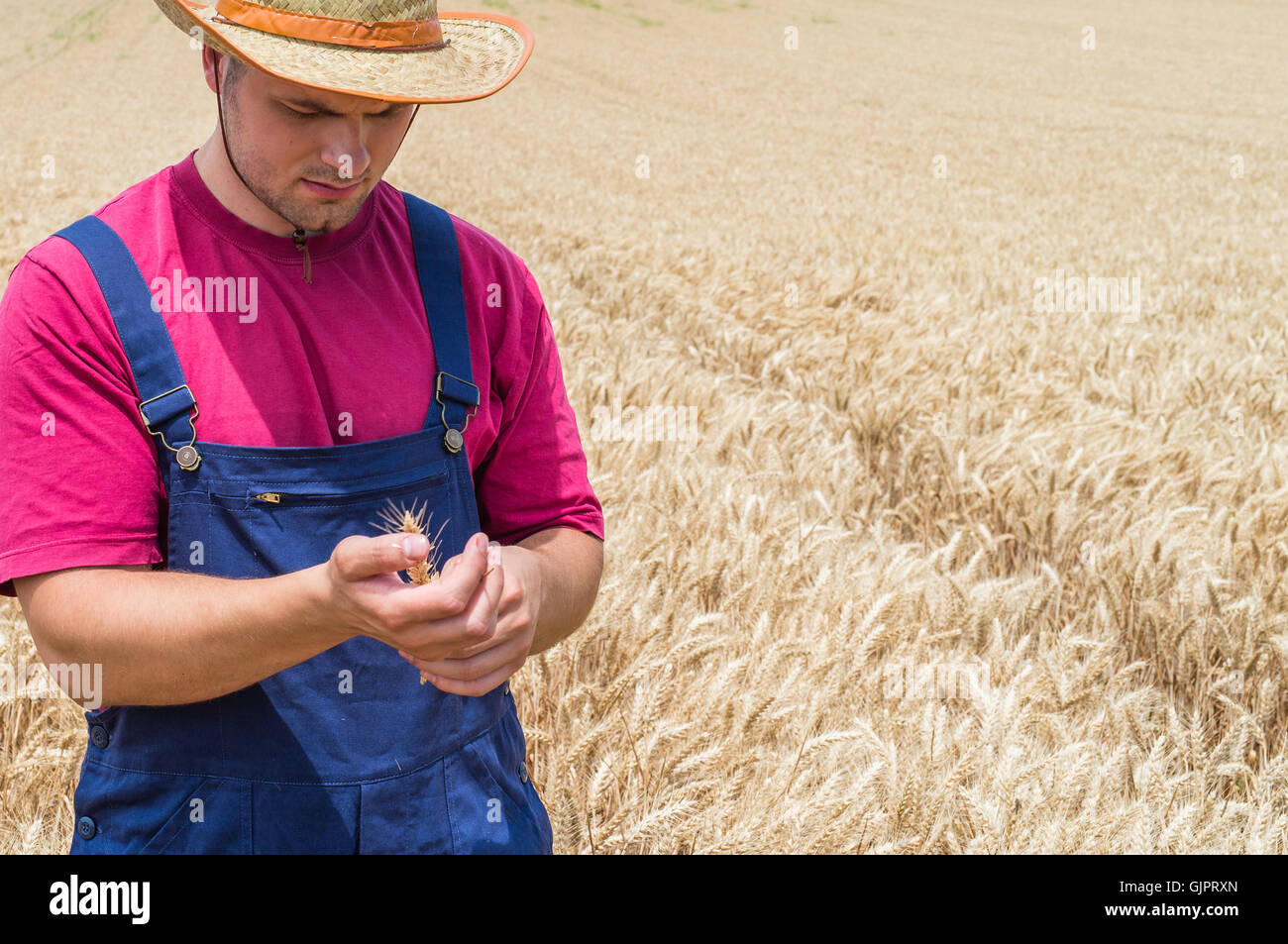 Landwirt in einem Feld von Weizen Stockfoto
