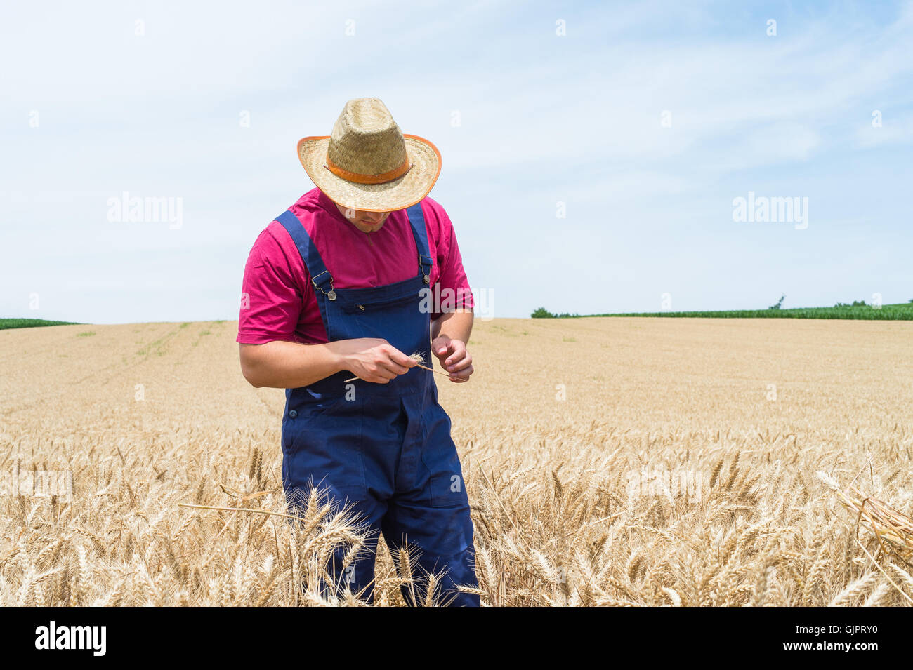 Landwirt in einem Feld von Weizen Stockfoto