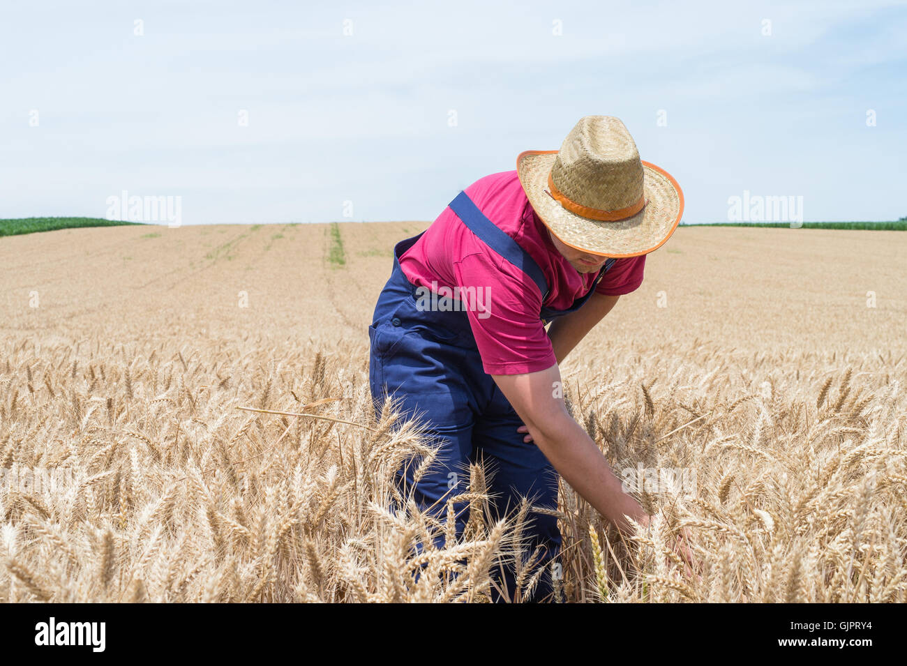 Landwirt in einem Feld von Weizen Stockfoto