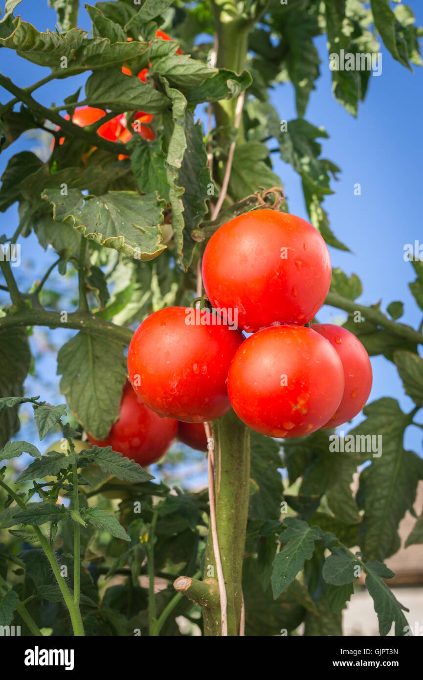 Reife Garten Tomaten bereit für die Kommissionierung Stockfoto