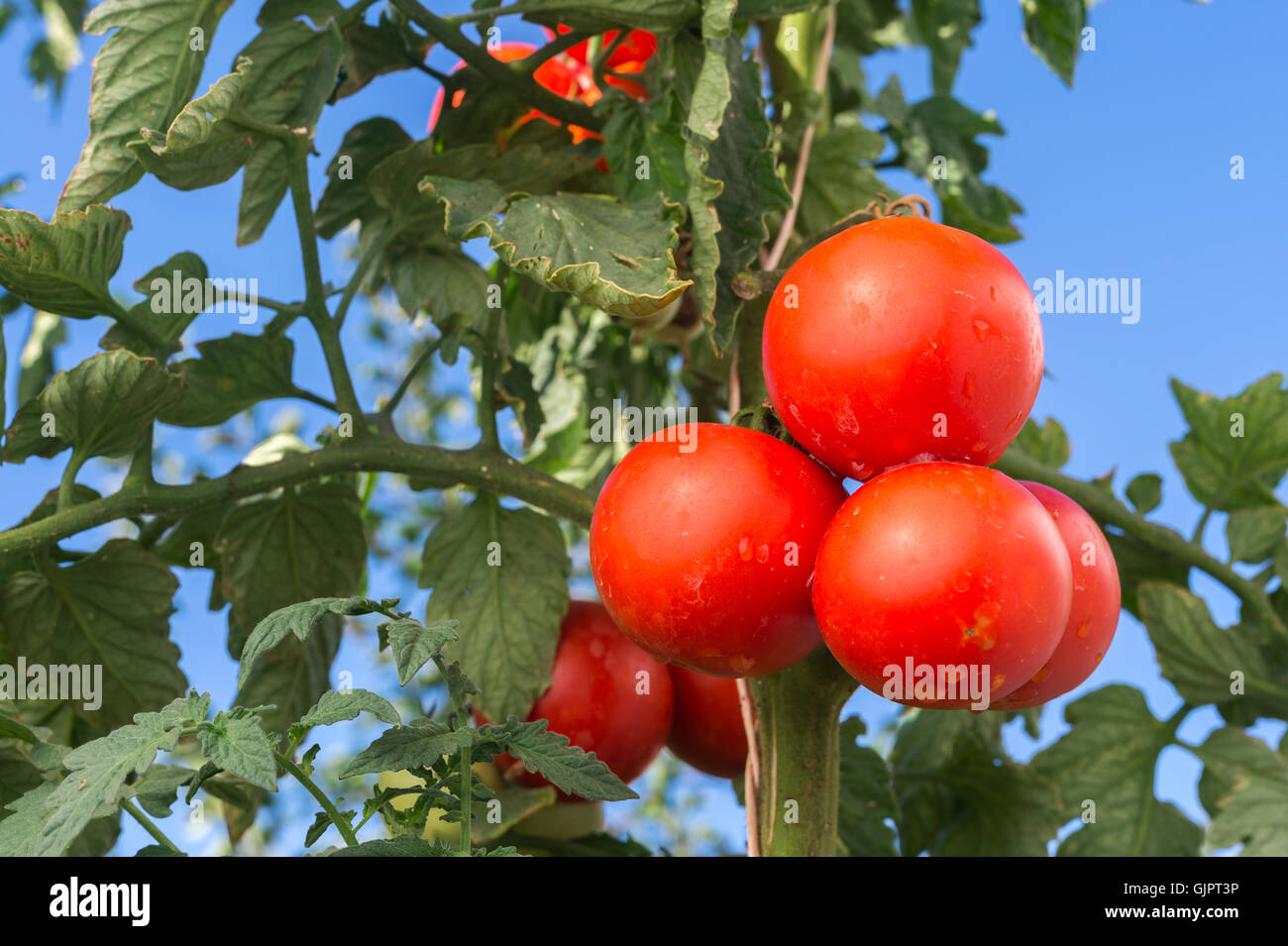 Reife Garten Tomaten bereit für die Kommissionierung Stockfoto