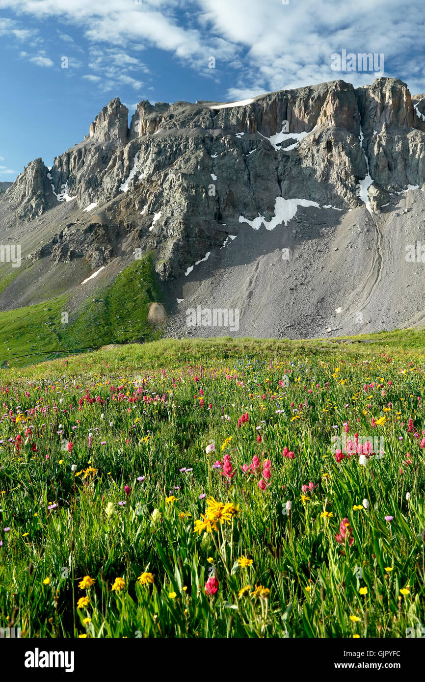 Wildblumen und Felsvorsprung, Sydney Basin, in der Nähe von Ouray, Colorado USA Stockfoto