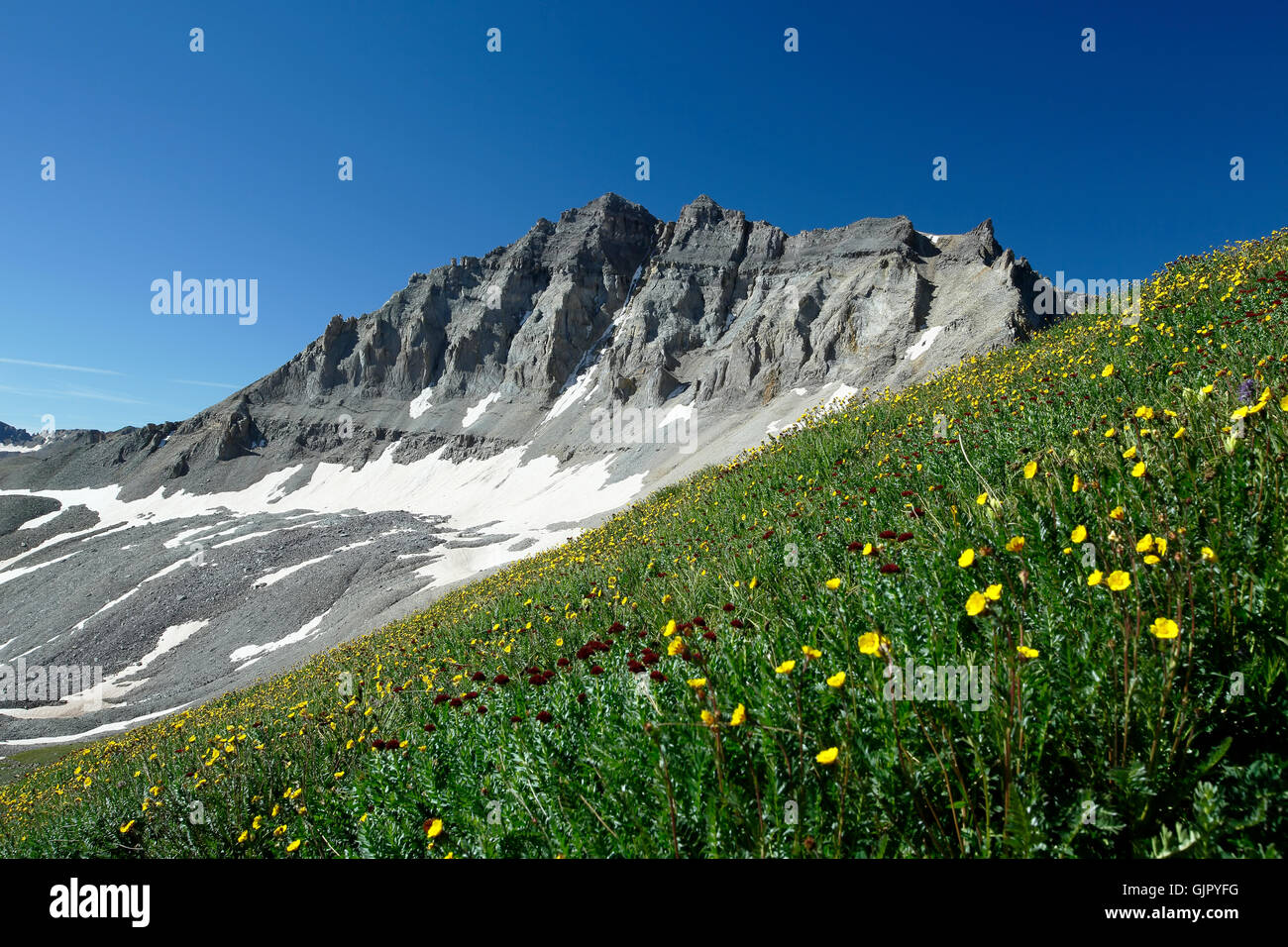 Wildblumen und Gilpin Gipfel über Yankee Boy Becken, in der Nähe von Ouray, Colorado USA Stockfoto