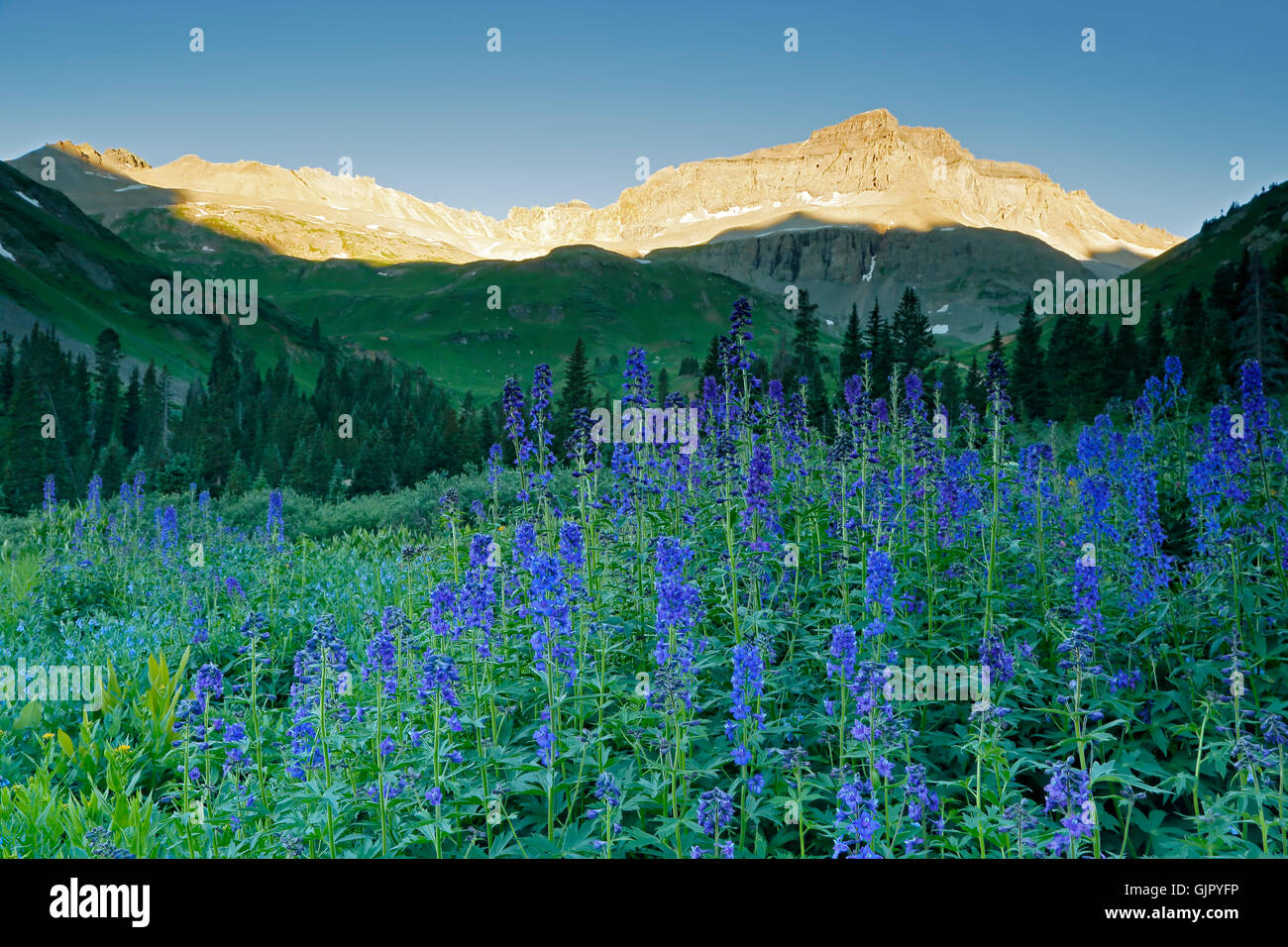 Subalpine Rittersporn (Delphinium Barbeyi) und Gilpin Peak, Yankee Boy Becken, in der Nähe von Ouray, Colorado USA Stockfoto