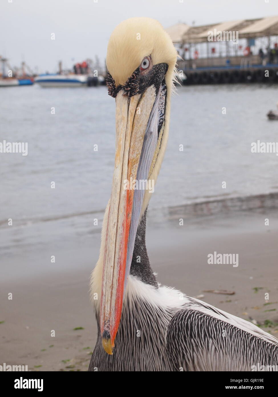 Freche peruanische Pelikan auf den Ballestas-Inseln. Stockfoto