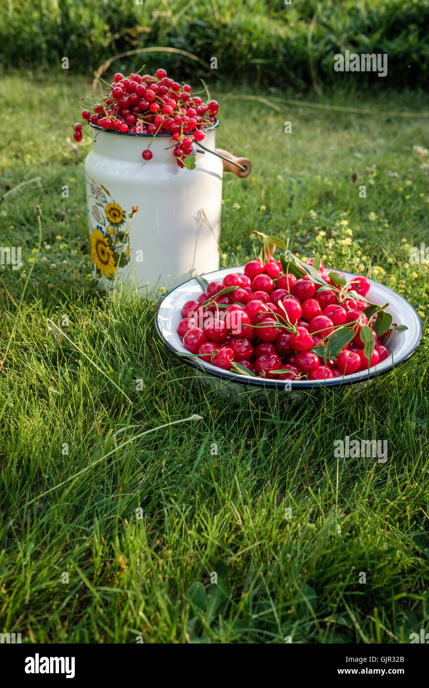 Rote Johannisbeeren in Metall, Emaille Milchkanne und Schüssel gefüllt mit Bio Kirschen Hintergrund Grasgrün Stockfoto