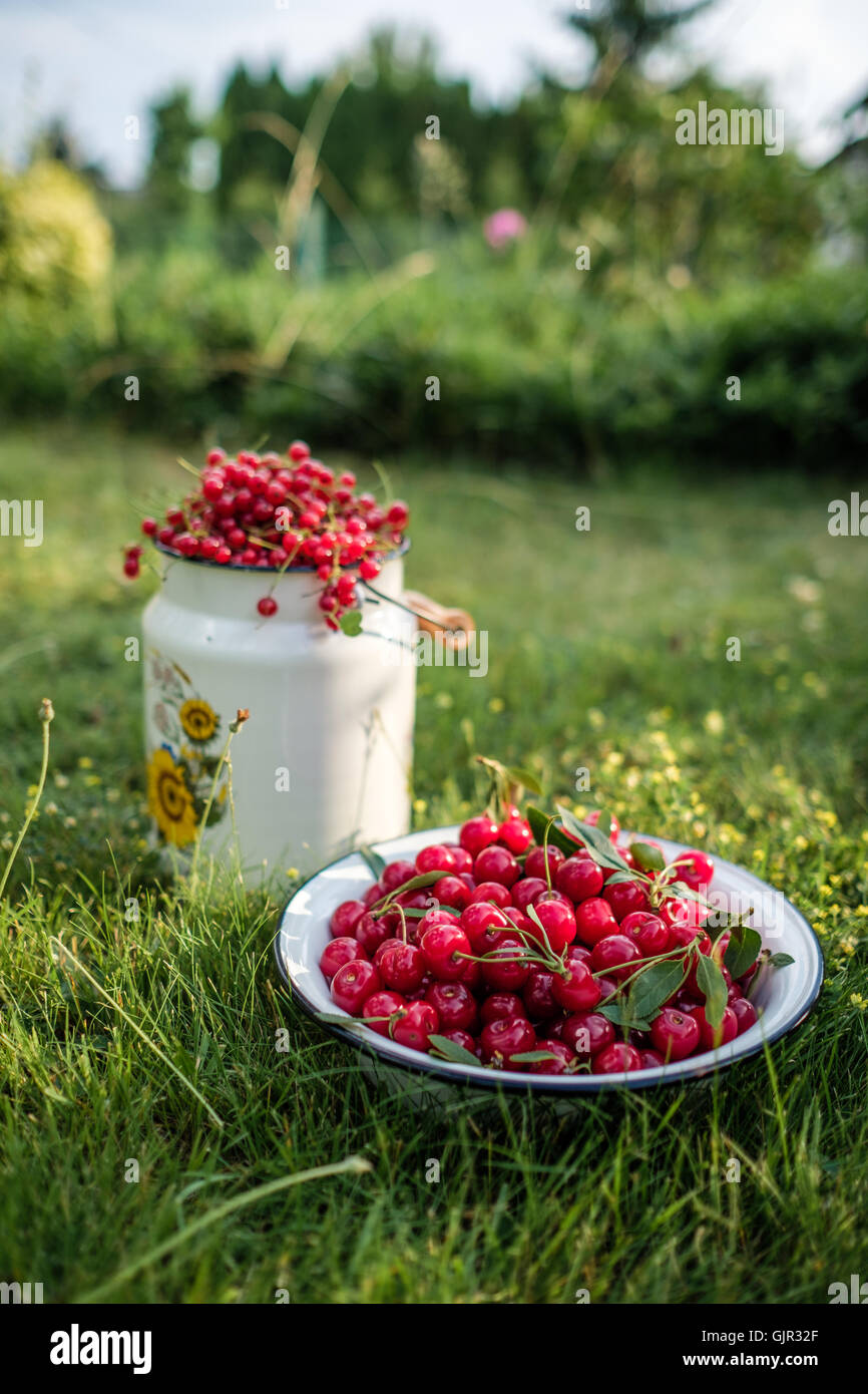 Rote Johannisbeeren in Metall, Emaille Milchkanne und Schüssel gefüllt mit Bio Kirschen Hintergrund Grasgrün Stockfoto