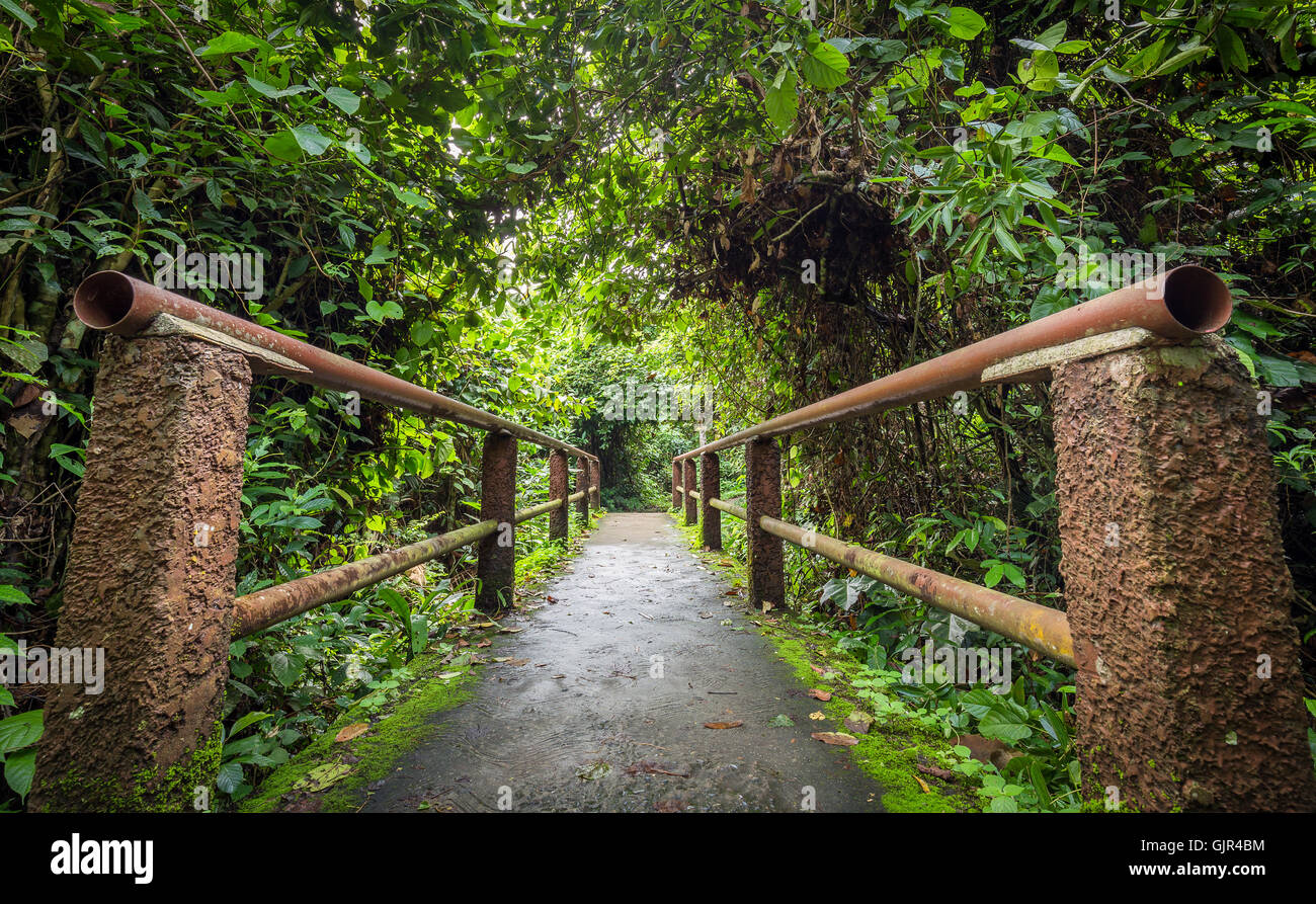 Lange rote Betonbrücke mit Rohrwand fallenden grüner Baum im Regenwald Stockfoto