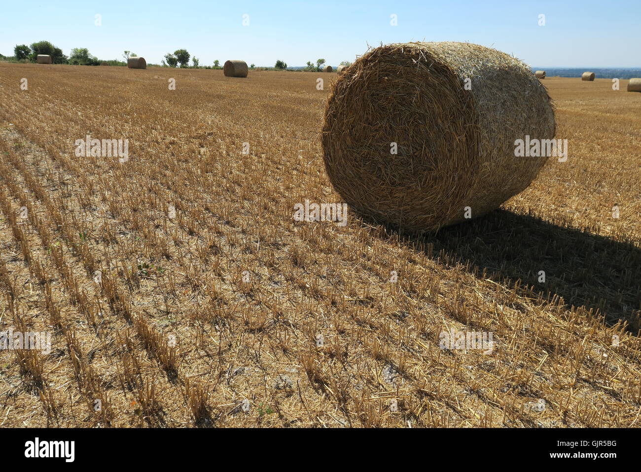 Ballen Weizenstroh verstreut über ein Feld, das vor kurzem auf Liddington Hügel, Wiltshire geerntet worden ist. VEREINIGTES KÖNIGREICH. Stockfoto