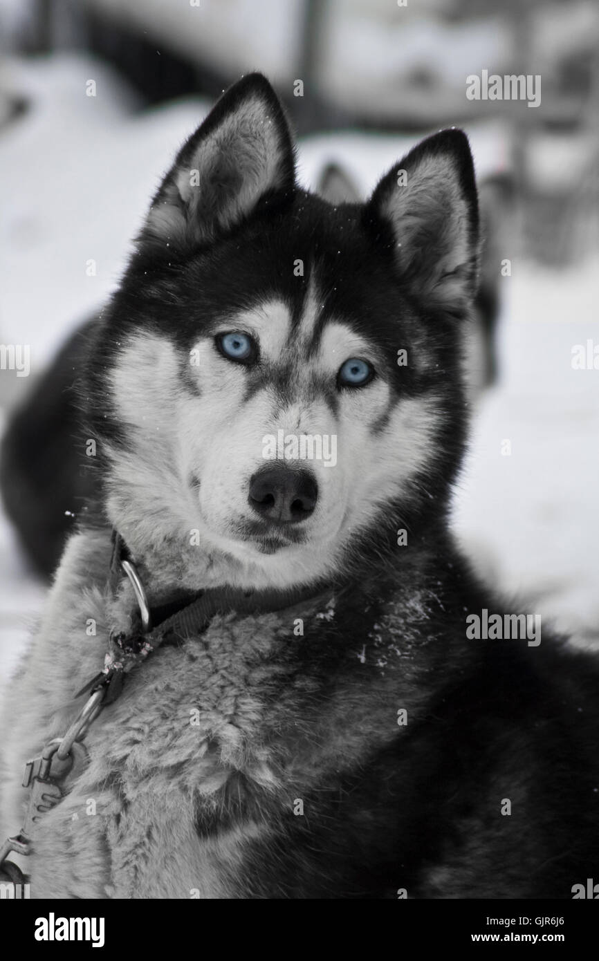 Husky Stockfoto