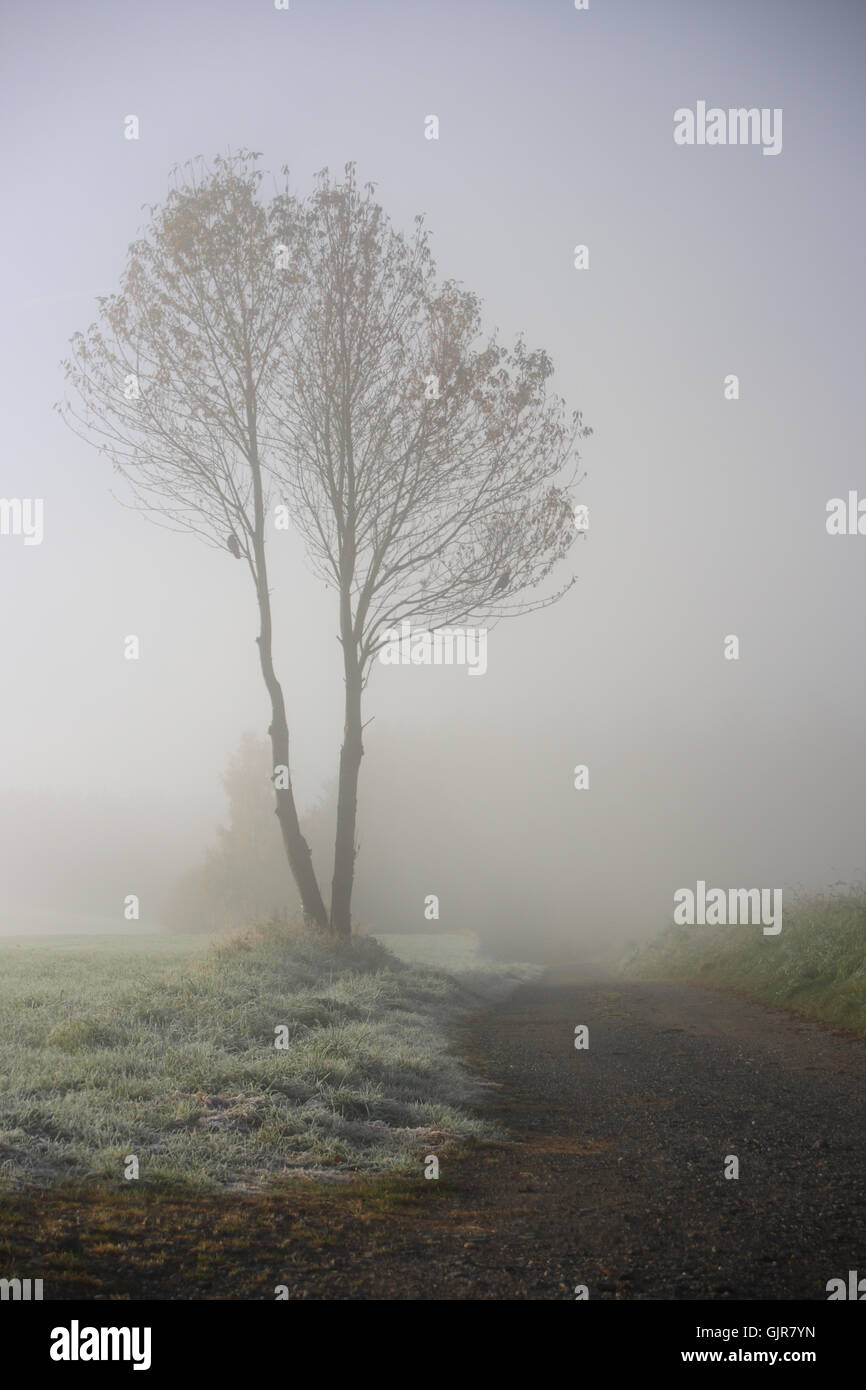 Baum Nebel frost Stockfoto