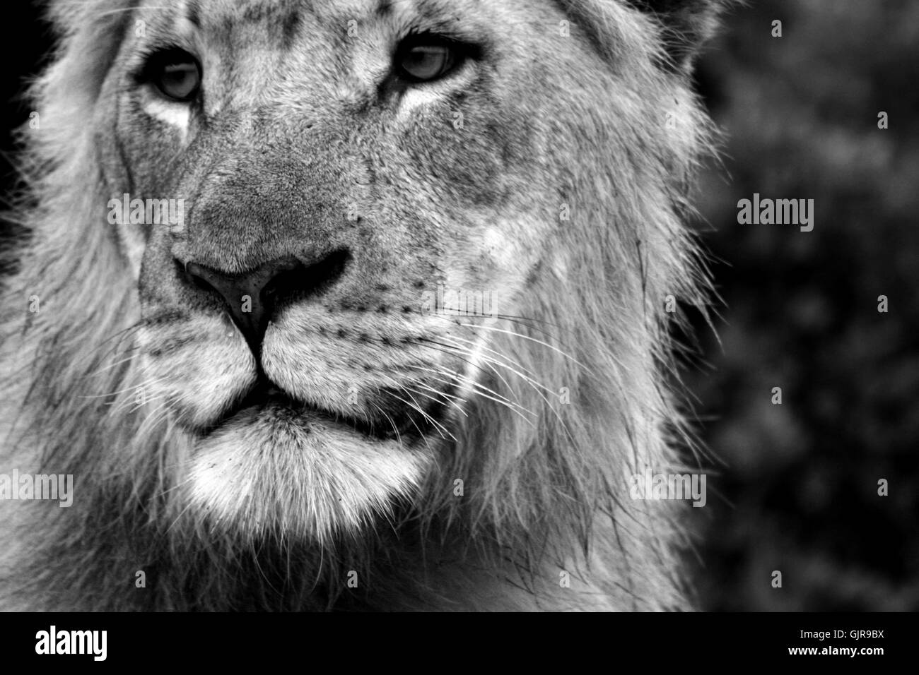 Lion: Close-up 1 Stockfoto