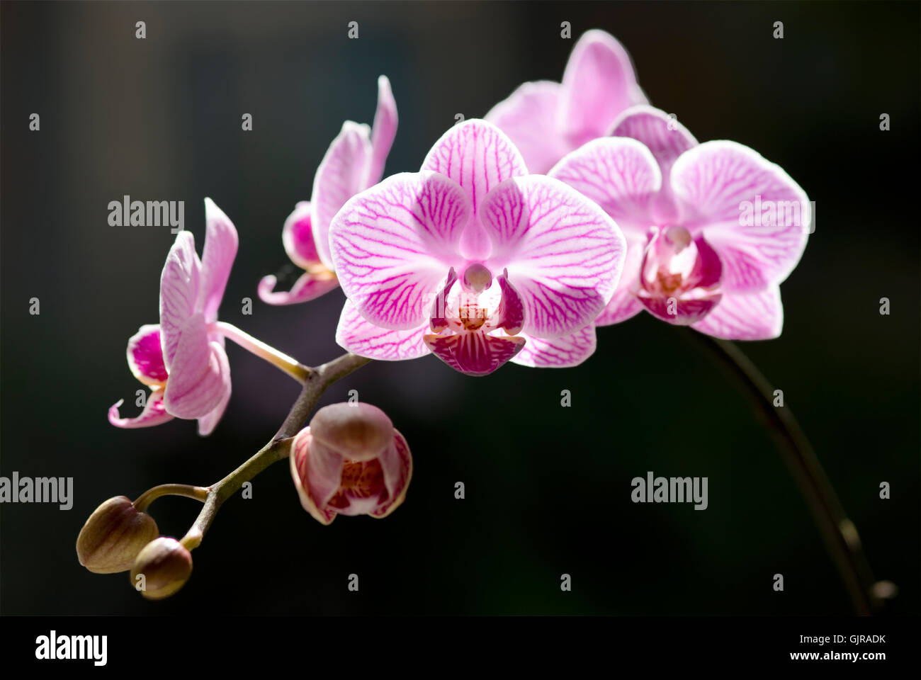 Schöne Motte Orchidee Blüten mit hinten Sonnenlicht Stockfoto