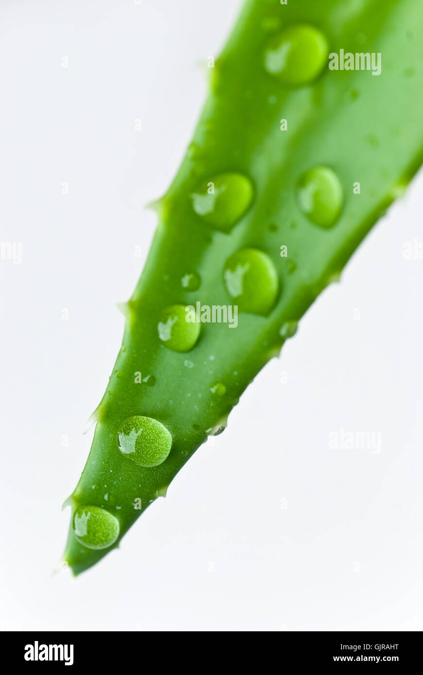 Blattgrün Kaktus Stockfoto