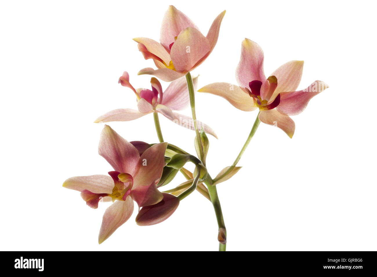 Orchidee Stockfoto