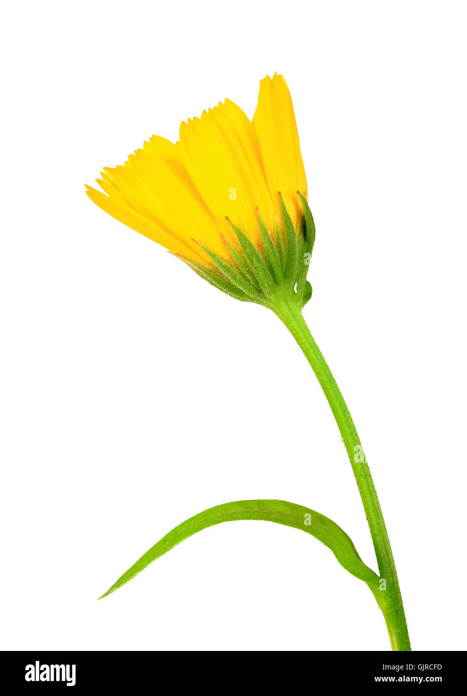 Eine gelbe Blume von calendula Stockfoto