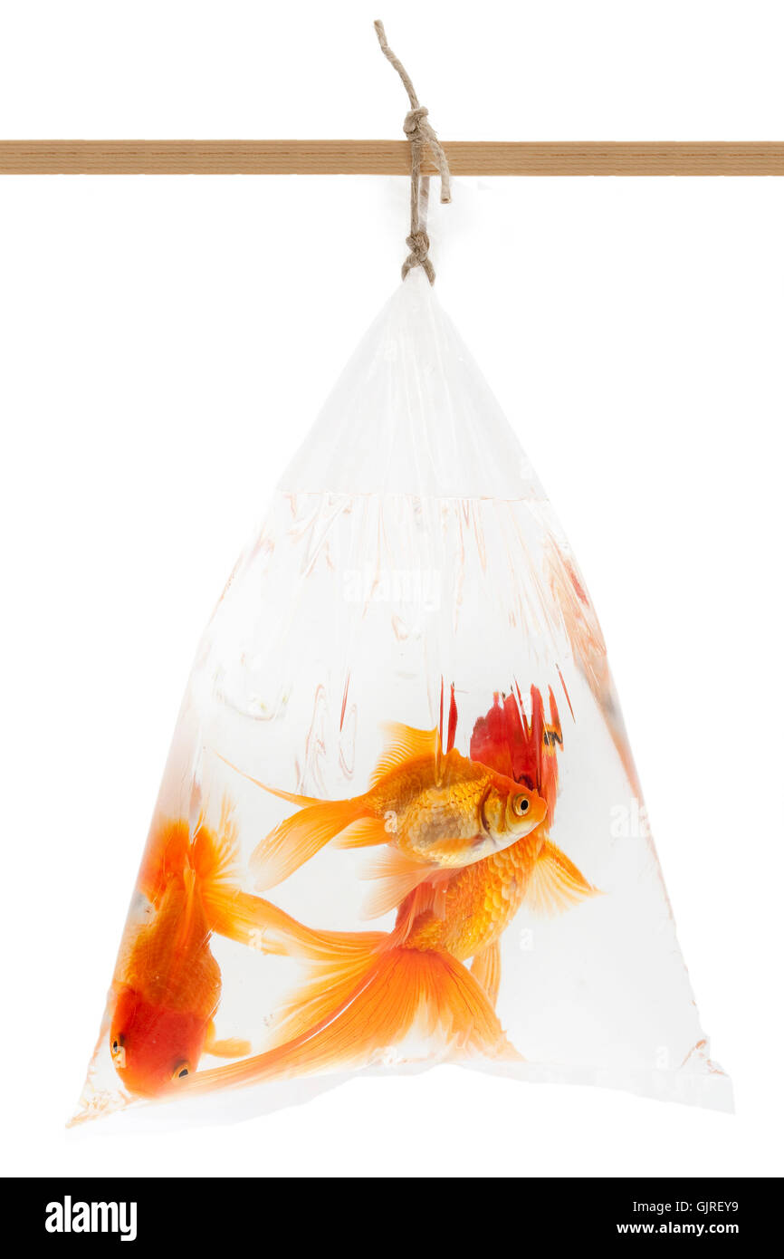Goldfisch in Plastiktüte Stockfoto