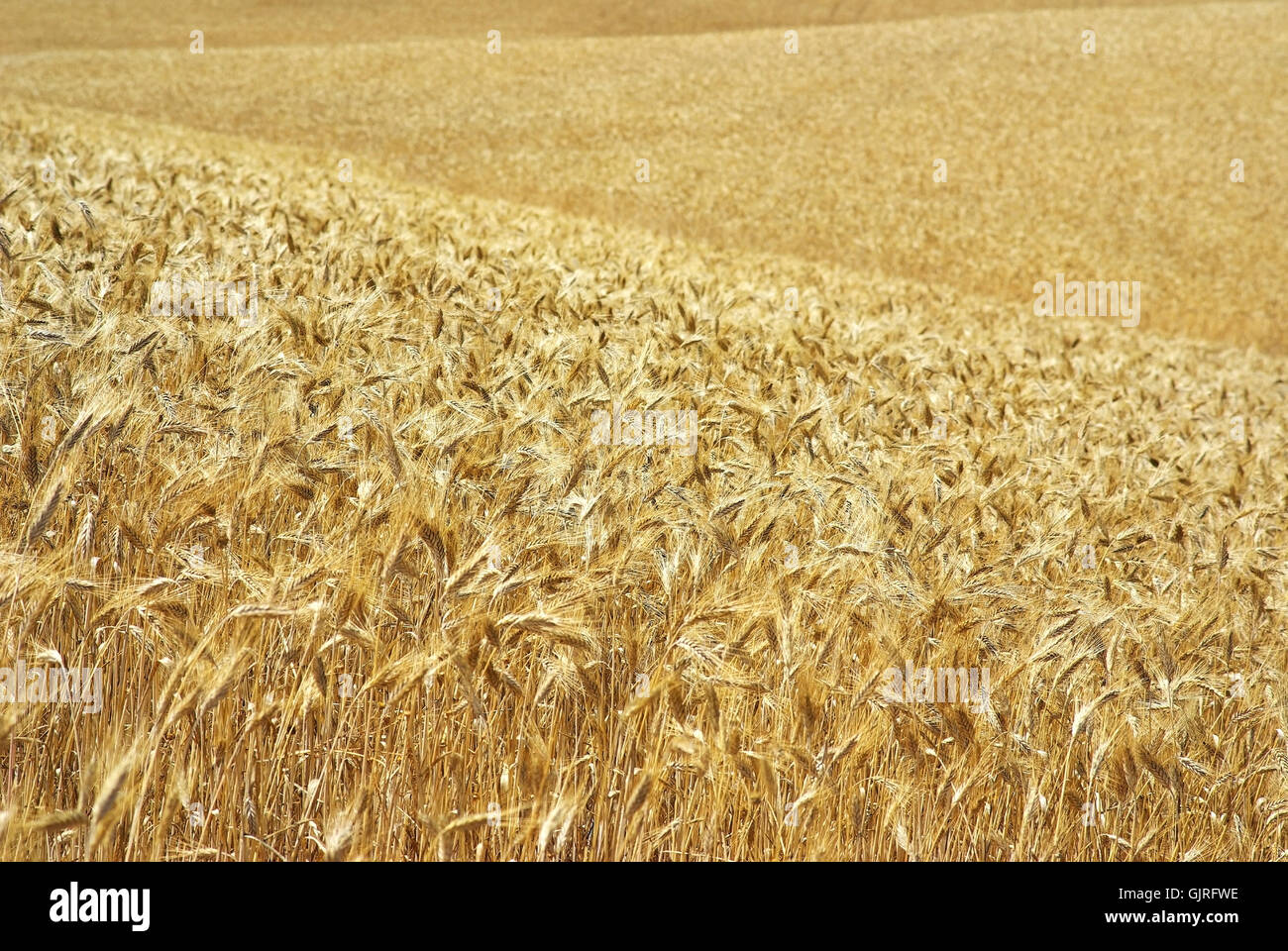 Landwirtschaft Landwirtschaft Weizen Stockfoto