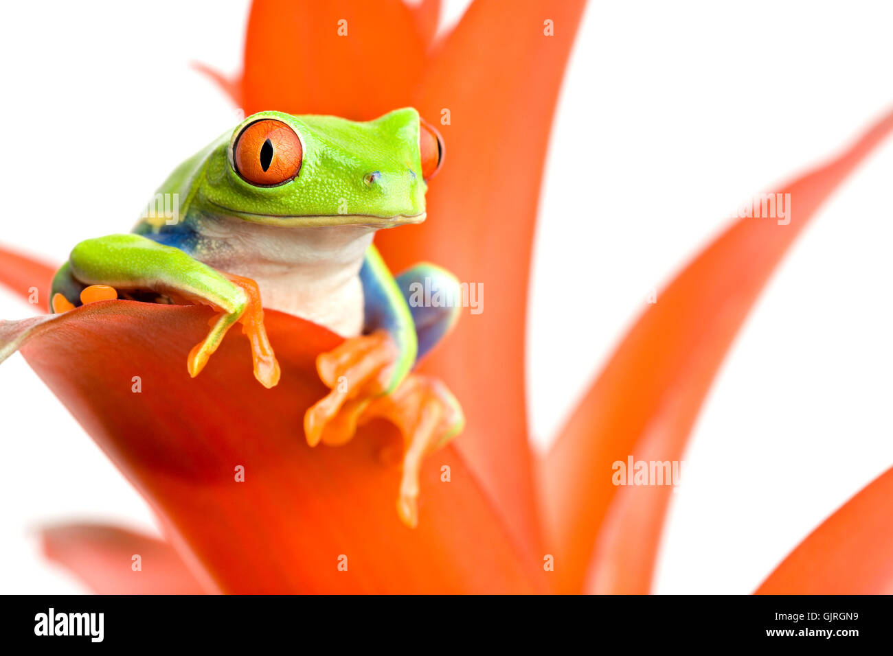 isolierte Amphibien Blatt Stockfoto