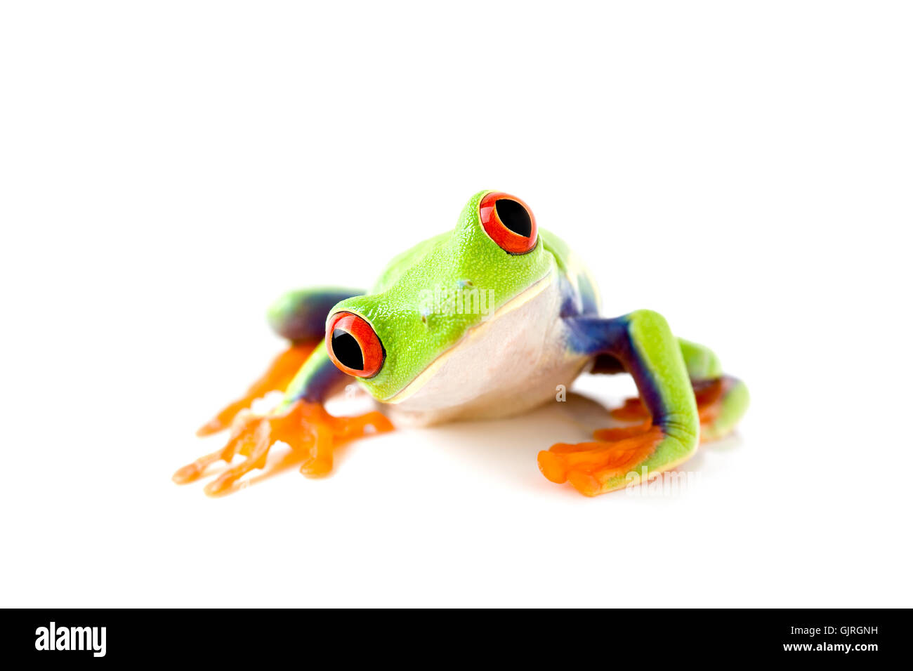 Tiere Amphibien grün Stockfoto