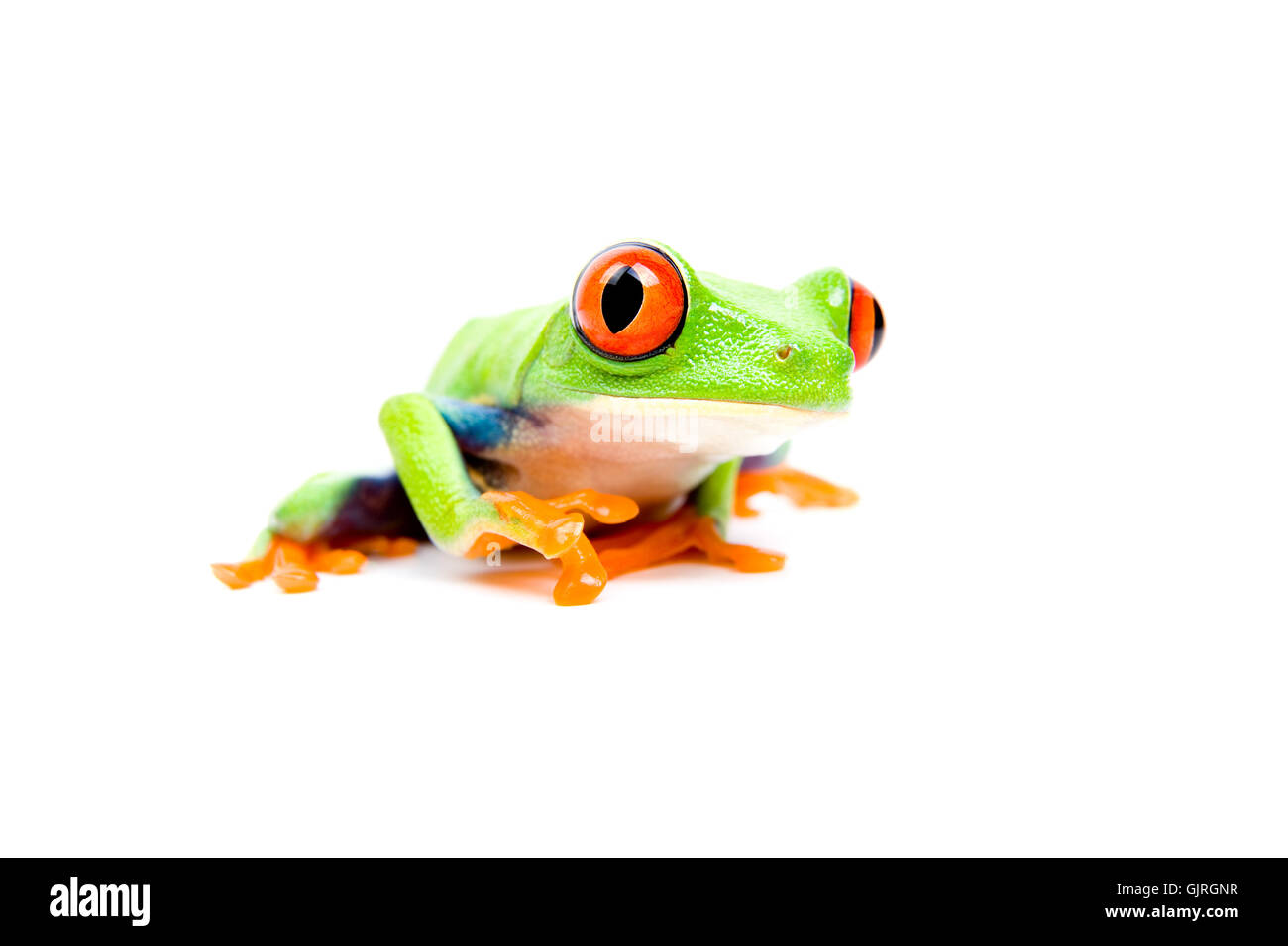 Amphibie grünen Frosch Stockfoto
