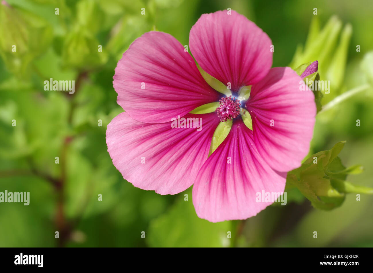 Malve, Malva, Garten, Sommer, Blume Stockfoto