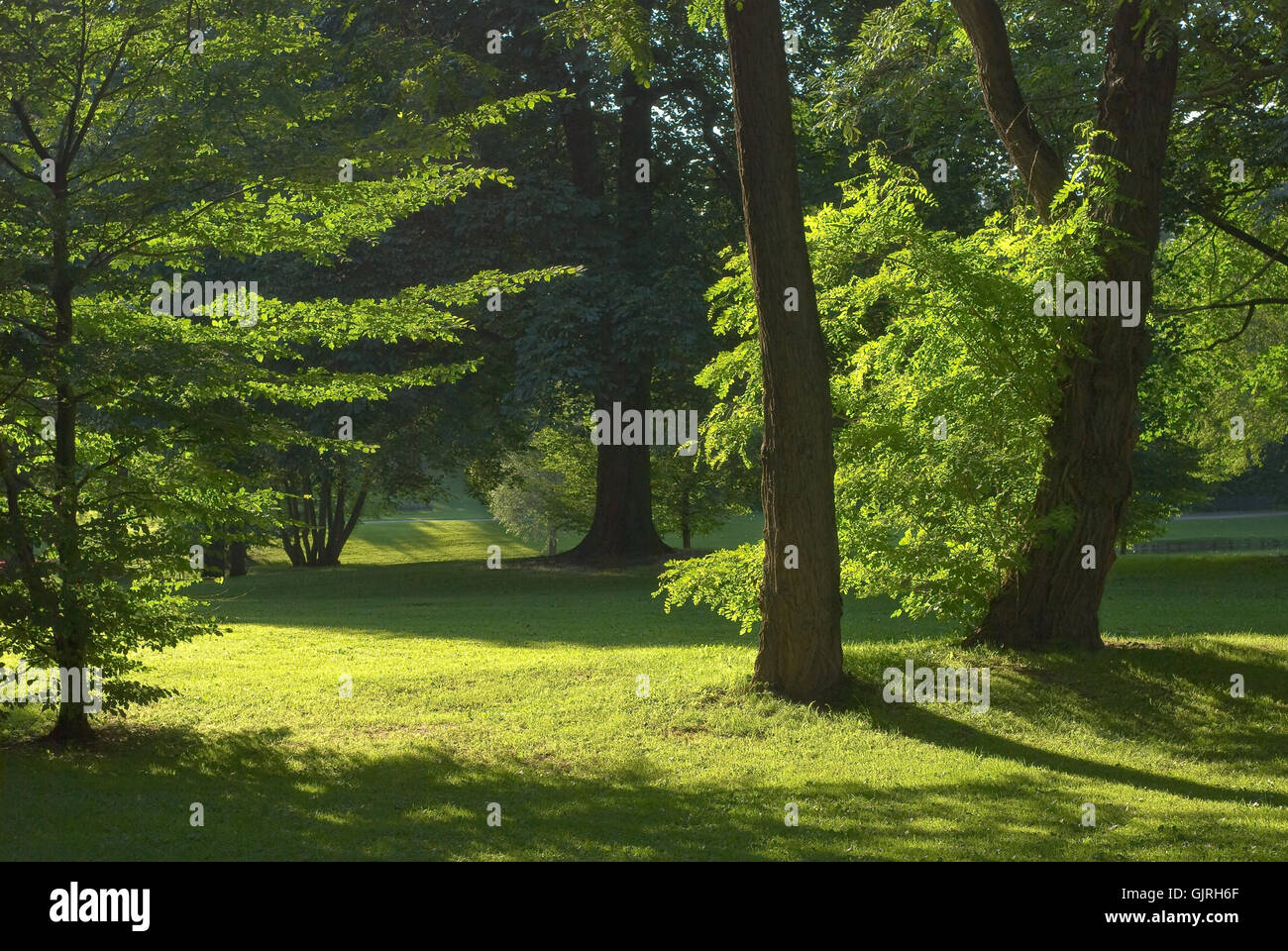 Umwelt-Umwelt-Sonnenlicht Stockfoto