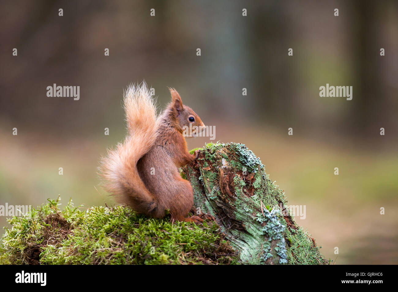 Eichhörnchen; Sciurus Vulgaris auf Log Schottland Single; UK Stockfoto