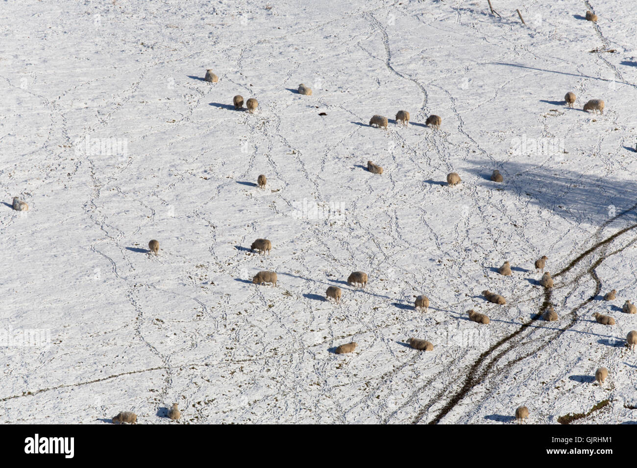 Schafe im Schnee; Herde Winter; Schottland; UK Stockfoto