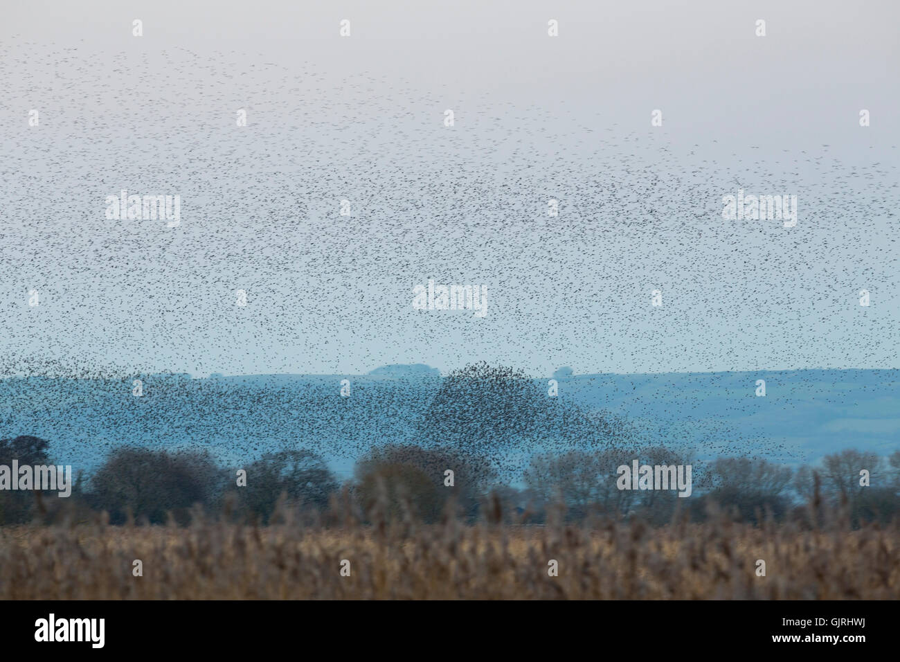 Starling; Sturnus Vulgaris Herde Murmuration Somerset; UK Stockfoto