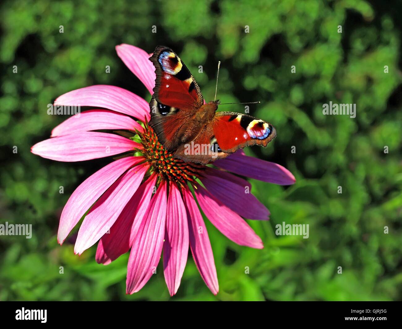 Heilpflanze Immunsystem Schmetterling Stockfoto