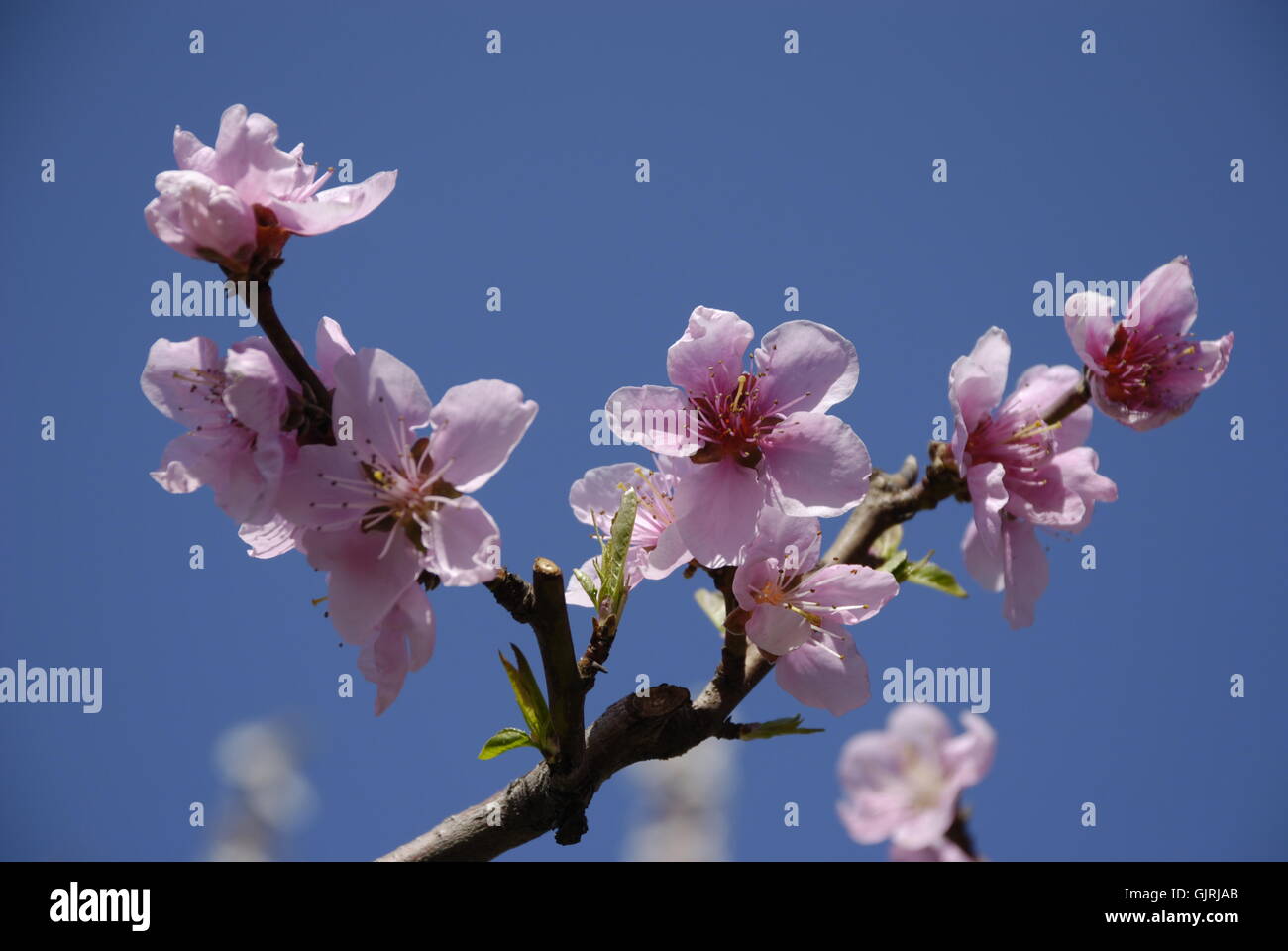 Botanik-Zweig-Tageslicht Stockfoto