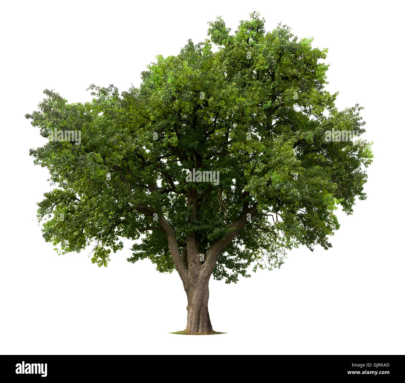 isolierte Baumwachstum Stockfoto