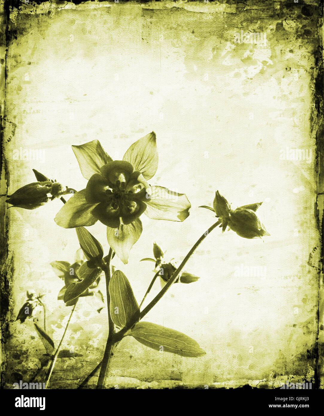 Kunst Blume Pflanze Stockfoto
