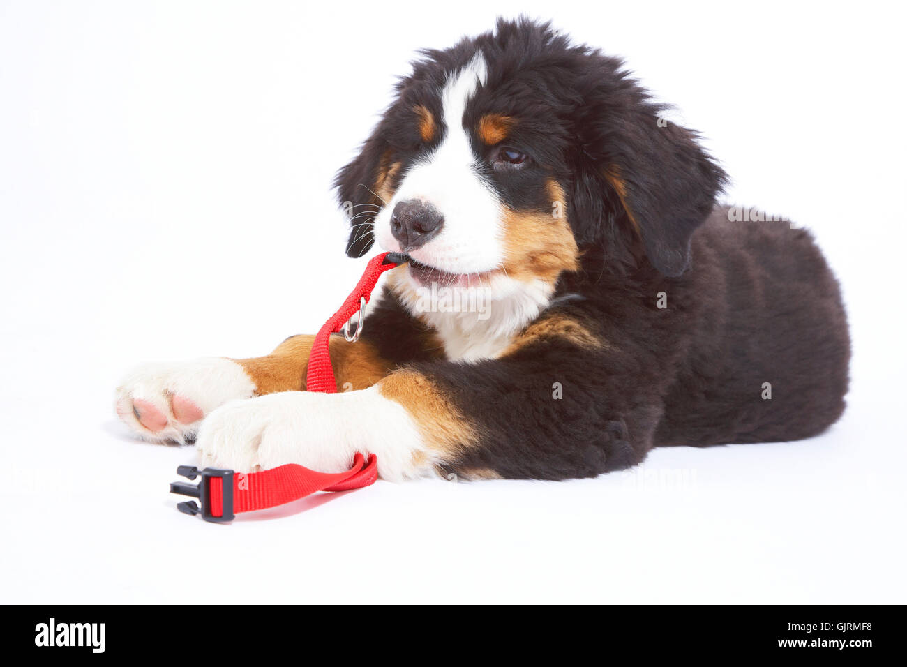 Tiere Hund cub Stockfoto