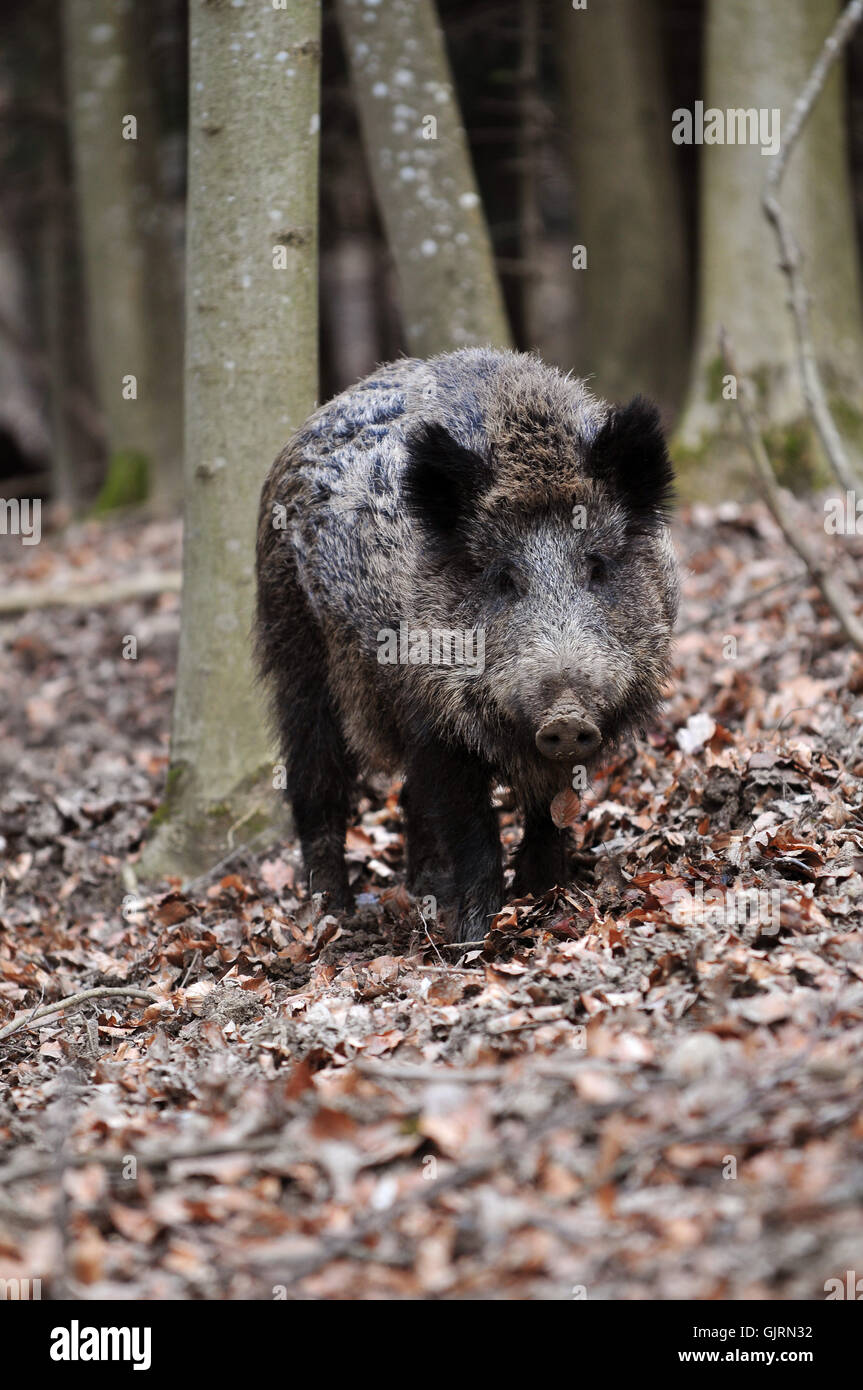 Wildschwein Schwein Rüssel Stockfoto